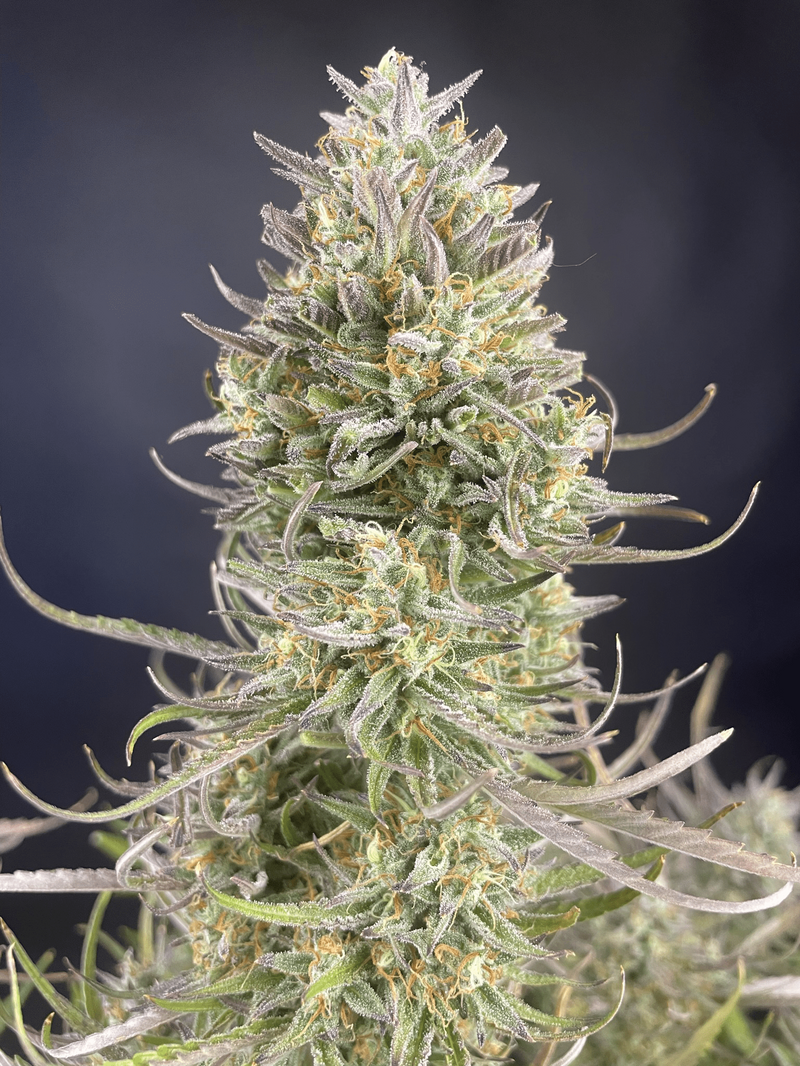 Apple Strudel Auto, Фасовка: 3, изображение 14